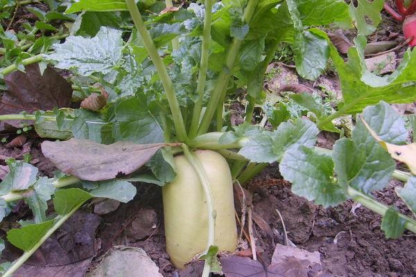 2018種蘿卜賺錢嗎?蘿卜種植的利潤與投資成本及前景預(yù)測