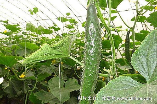 2018種黃瓜賺錢嗎？黃瓜種植的利潤與投資成本及前景預測