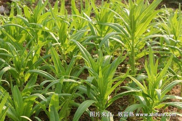 2018種萵筍賺錢嗎？萵筍種植的利潤與投資成本及前景預測