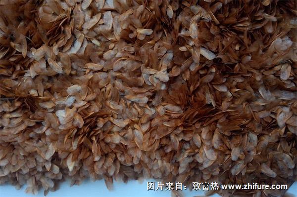 香椿種子價格多少錢一斤