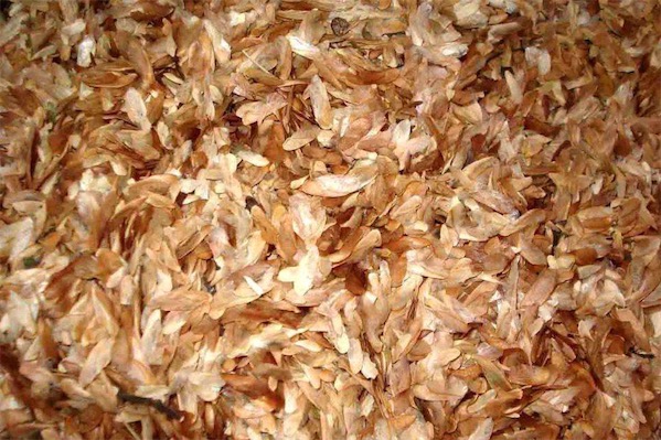 香椿種子價格多少錢一斤