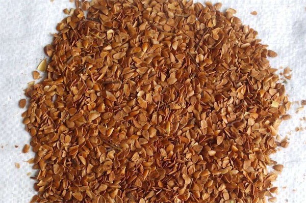 香椿種子價格多少錢一斤