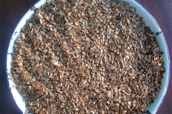 香椿種子價格多少錢一斤