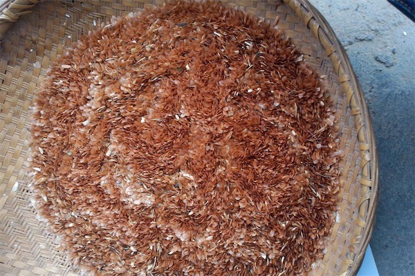 香椿種子價格多少錢一斤