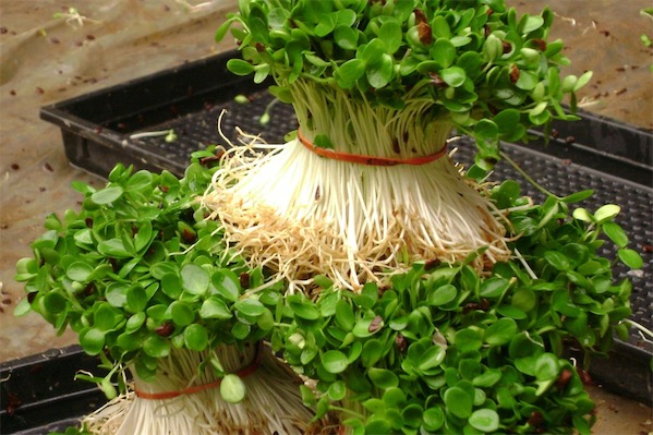 香椿種子價格多少錢一斤