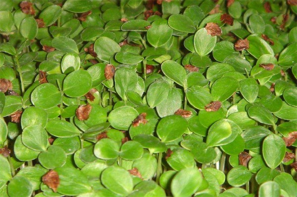 香椿種子價格多少錢一斤