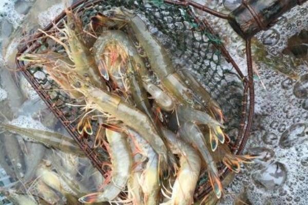 河蝦苗種放養(yǎng)注意事項