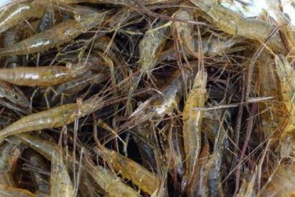 河蝦苗種放養(yǎng)注意事項