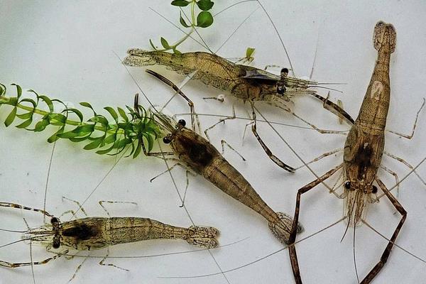 河蝦苗種放養(yǎng)注意事項