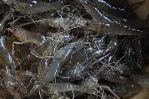 河蝦苗種放養(yǎng)注意事項