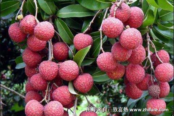 荔枝種子怎么種