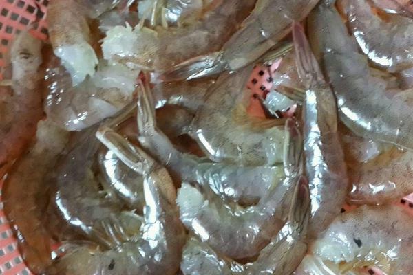 河蝦苗種放養(yǎng)注意事項