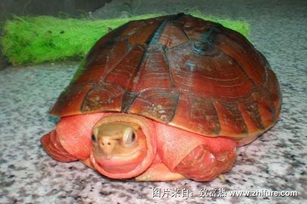 金錢龜為什么那么貴