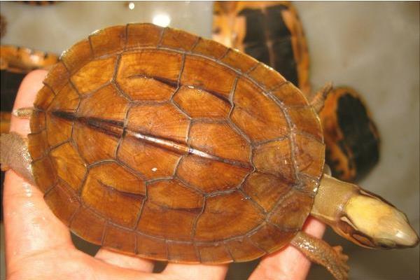 金錢龜為什么那么貴