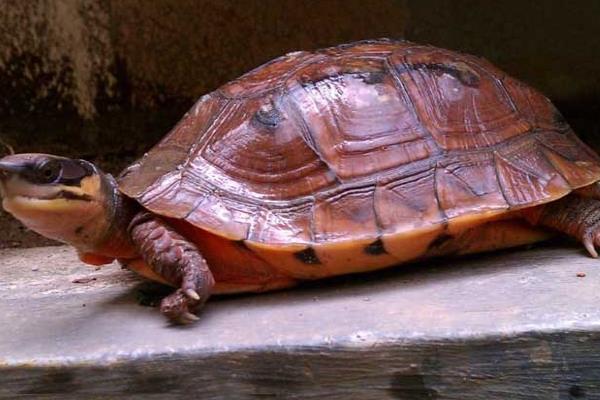 金錢龜為什么那么貴