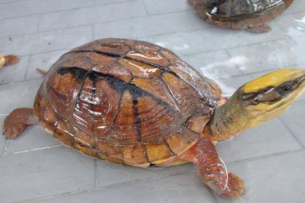 金錢龜為什么那么貴