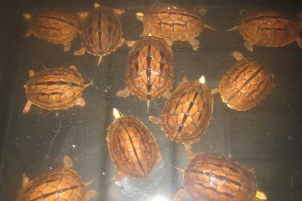 金錢龜為什么那么貴