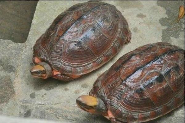 金錢龜為什么那么貴