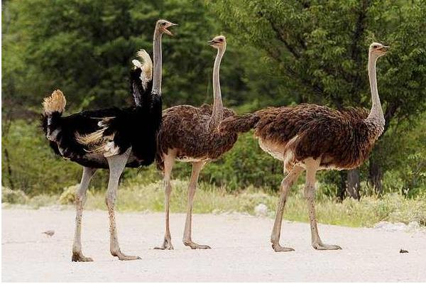 養鴕鳥成本