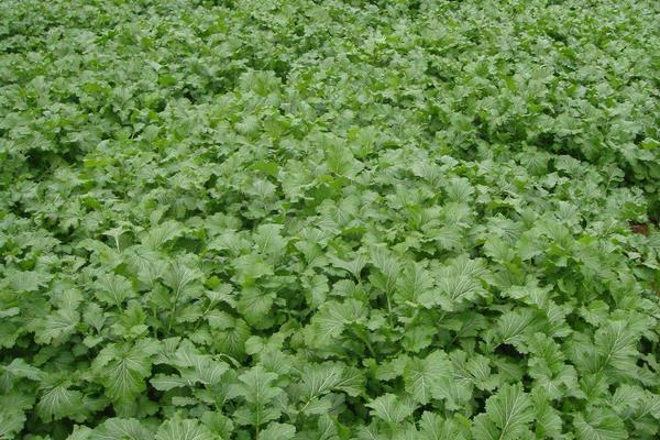 雪菜怎么種植能高產(chǎn)