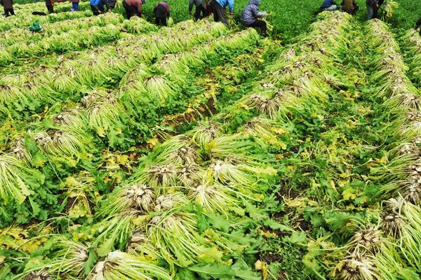 雪菜怎么種植能高產(chǎn)