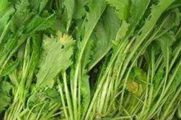 雪菜怎么種植能高產(chǎn)