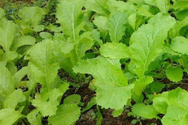 雪菜怎么種植能高產(chǎn)