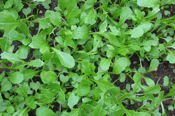 雪菜怎么種植能高產(chǎn)