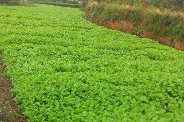 雪菜怎么種植能高產(chǎn)