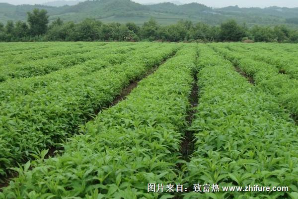 2018種甘草賺錢嗎？甘草種植的利潤與投資成本及前景預測