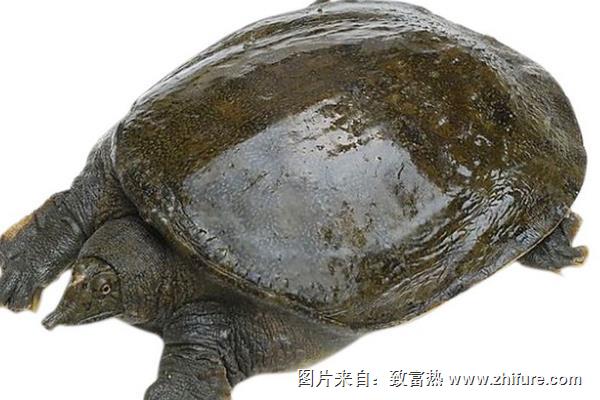 仿野生甲魚養殖方法