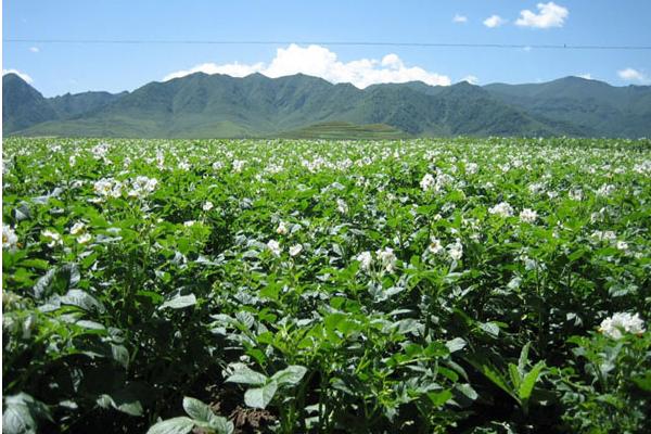 2018種當歸賺錢嗎?當歸種植的利潤與投資成本及前景預測