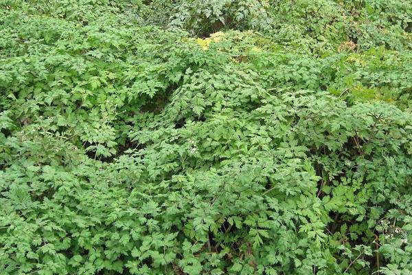 2018種當歸賺錢嗎?當歸種植的利潤與投資成本及前景預測