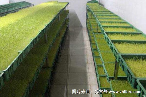 無土栽培香椿芽技術