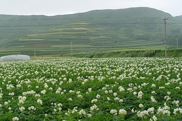 2018種當歸賺錢嗎?當歸種植的利潤與投資成本及前景預測