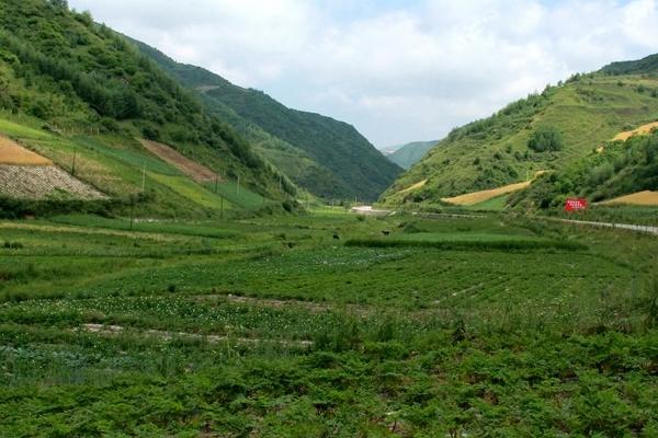 2018種當歸賺錢嗎?當歸種植的利潤與投資成本及前景預測