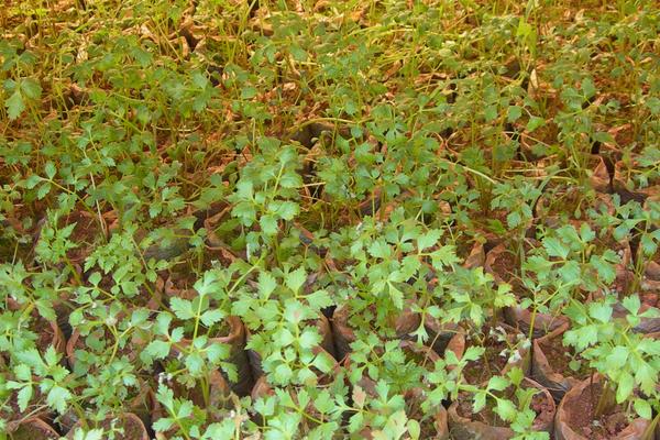 2018種當歸賺錢嗎?當歸種植的利潤與投資成本及前景預測