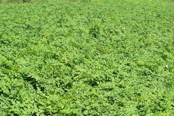 2018種當歸賺錢嗎?當歸種植的利潤與投資成本及前景預測