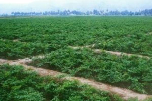 2018種當歸賺錢嗎?當歸種植的利潤與投資成本及前景預測