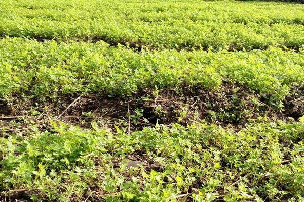 2018種當歸賺錢嗎?當歸種植的利潤與投資成本及前景預測