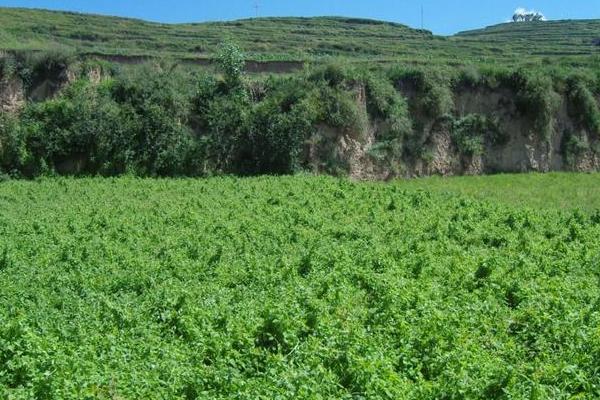 2018種當歸賺錢嗎?當歸種植的利潤與投資成本及前景預測