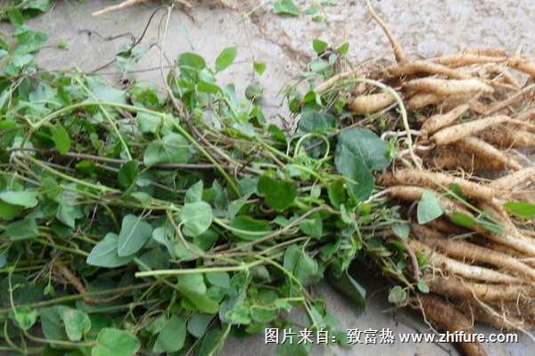 2018種黨參賺錢嗎？黨參種植的利潤與投資成本及前景預(yù)測