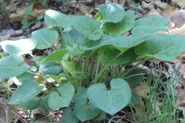 2018種細(xì)辛賺錢嗎？細(xì)辛種植的利潤與投資成本及前景預(yù)測