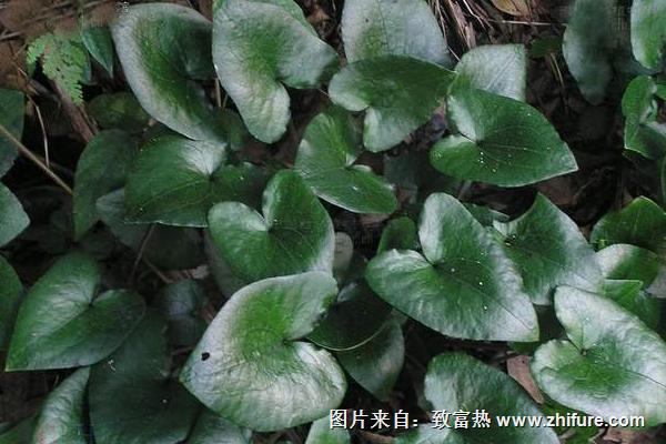 2018種細辛賺錢嗎?細辛種植的利潤與投資成本及前景預(yù)測