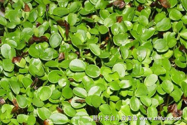 香椿苗圖片大全