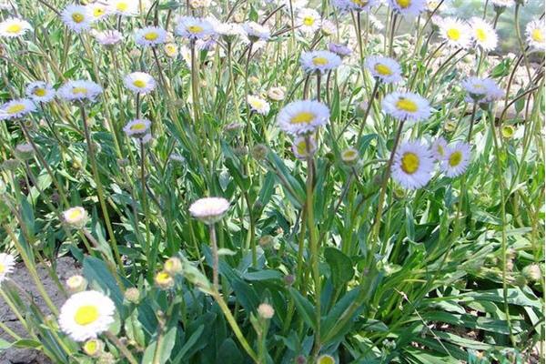 2018種細(xì)辛賺錢嗎？細(xì)辛種植的利潤與投資成本及前景預(yù)測