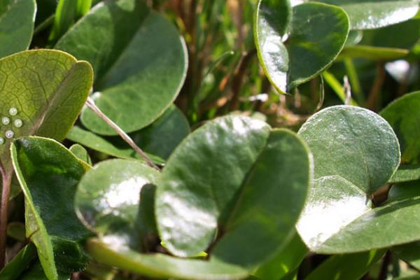 2018種細(xì)辛賺錢嗎？細(xì)辛種植的利潤與投資成本及前景預(yù)測