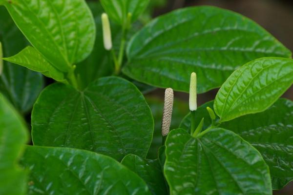 2018種細(xì)辛賺錢嗎？細(xì)辛種植的利潤與投資成本及前景預(yù)測