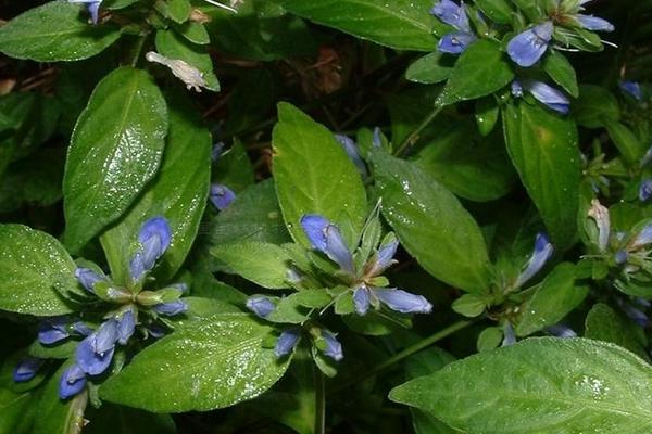 2018種細(xì)辛賺錢嗎？細(xì)辛種植的利潤與投資成本及前景預(yù)測