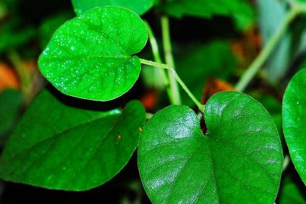 2018種細(xì)辛賺錢嗎？細(xì)辛種植的利潤與投資成本及前景預(yù)測